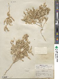 Atriplex phyllostegia image