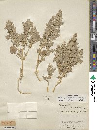 Atriplex phyllostegia image