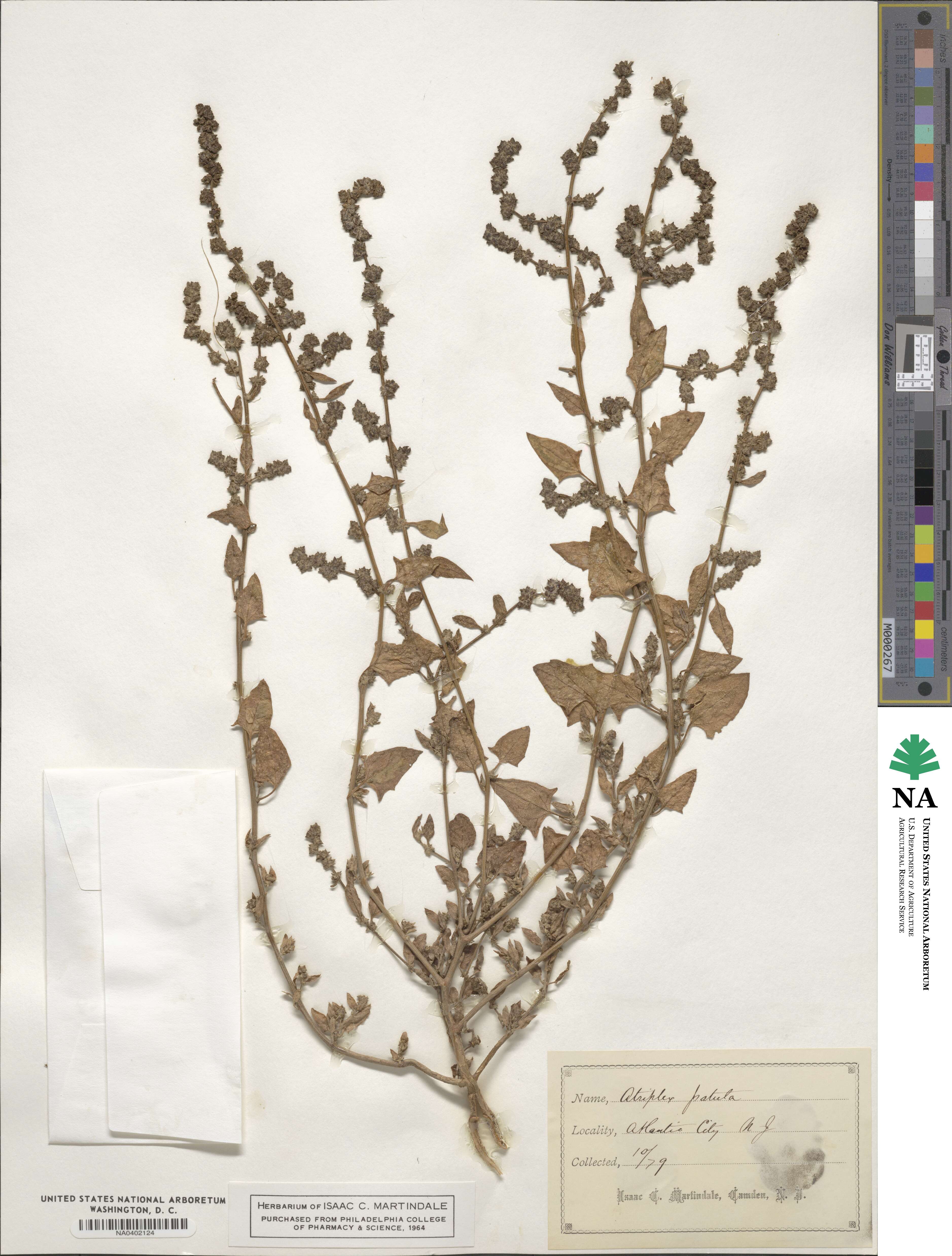 Atriplex patula image