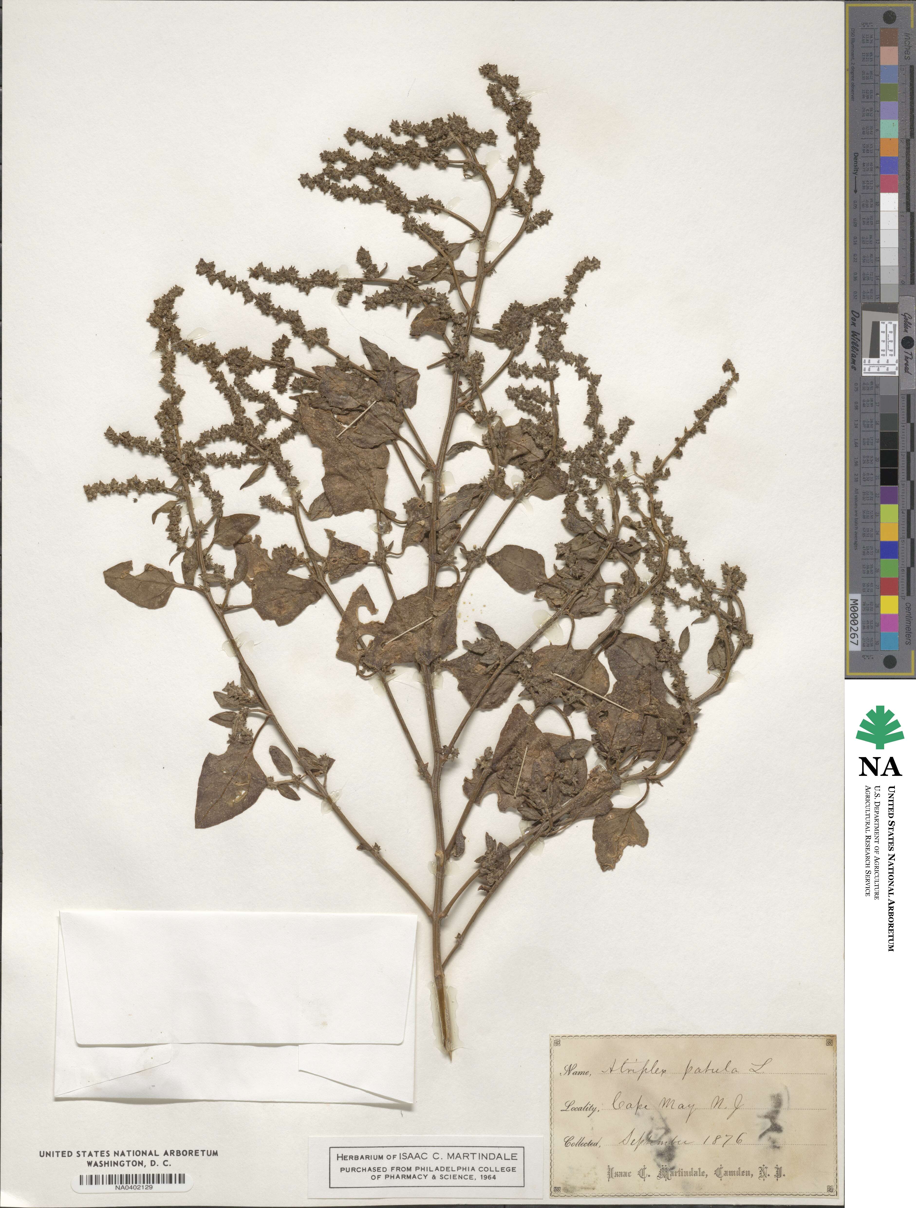 Atriplex patula image