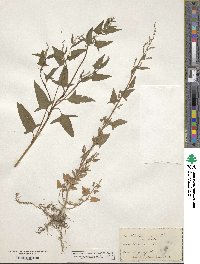 Atriplex prostrata subsp. prostrata image