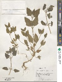 Atriplex prostrata subsp. prostrata image