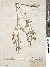 Atriplex prostrata subsp. prostrata image