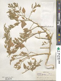 Atriplex prostrata subsp. prostrata image