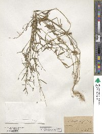 Atriplex prostrata subsp. prostrata image