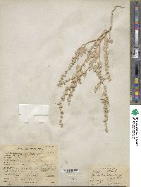 Atriplex prostrata subsp. prostrata image