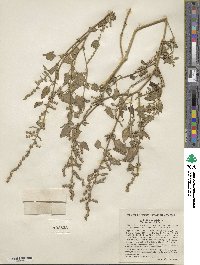 Atriplex prostrata subsp. prostrata image