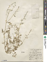 Atriplex prostrata subsp. prostrata image