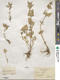 Atriplex prostrata subsp. prostrata image