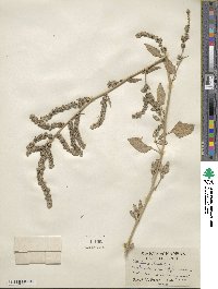 Atriplex prostrata subsp. prostrata image