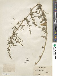 Atriplex prostrata subsp. prostrata image