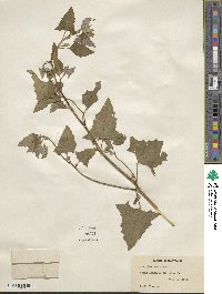 Atriplex prostrata subsp. prostrata image