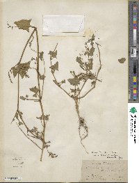 Atriplex prostrata subsp. prostrata image