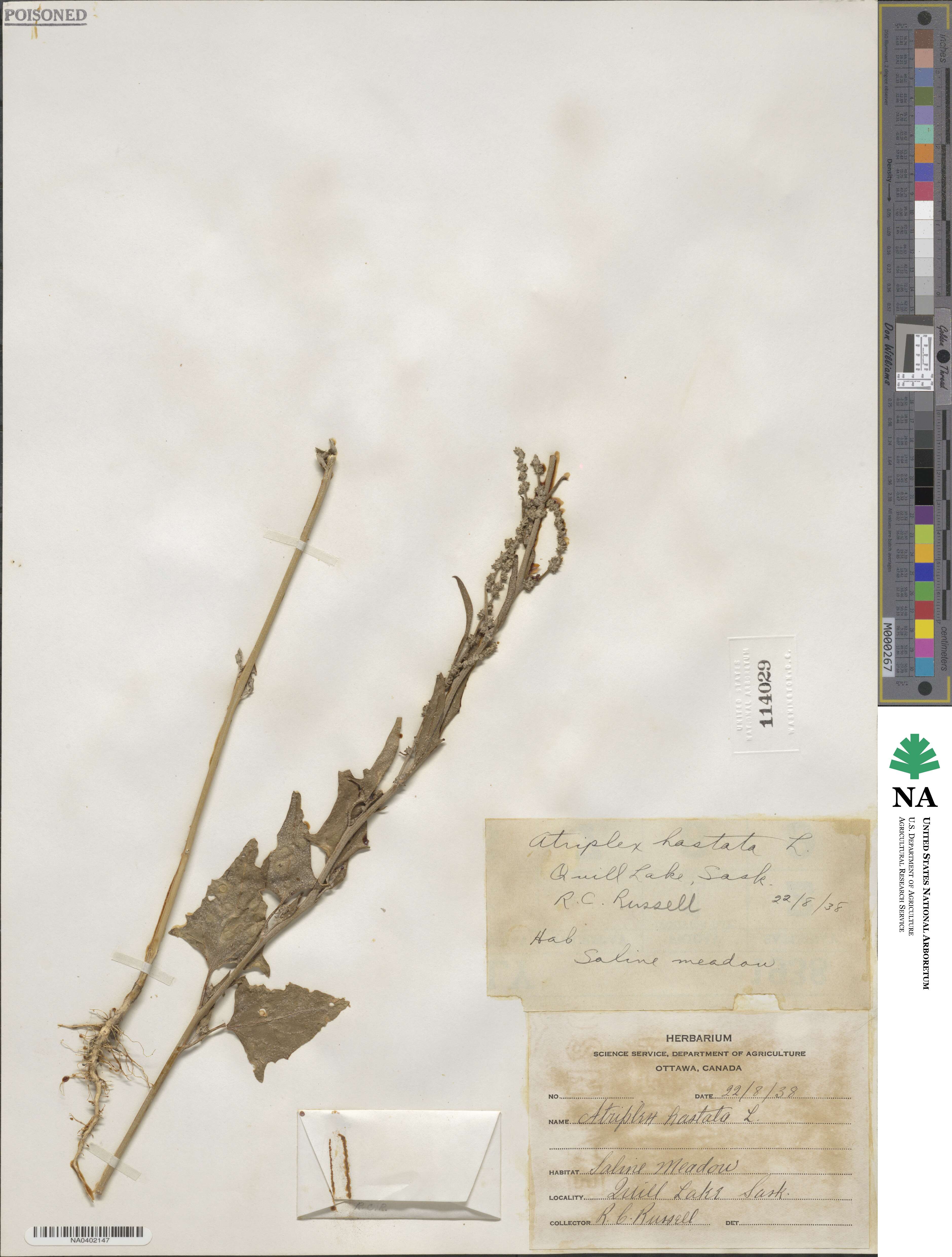 Atriplex prostrata subsp. prostrata image