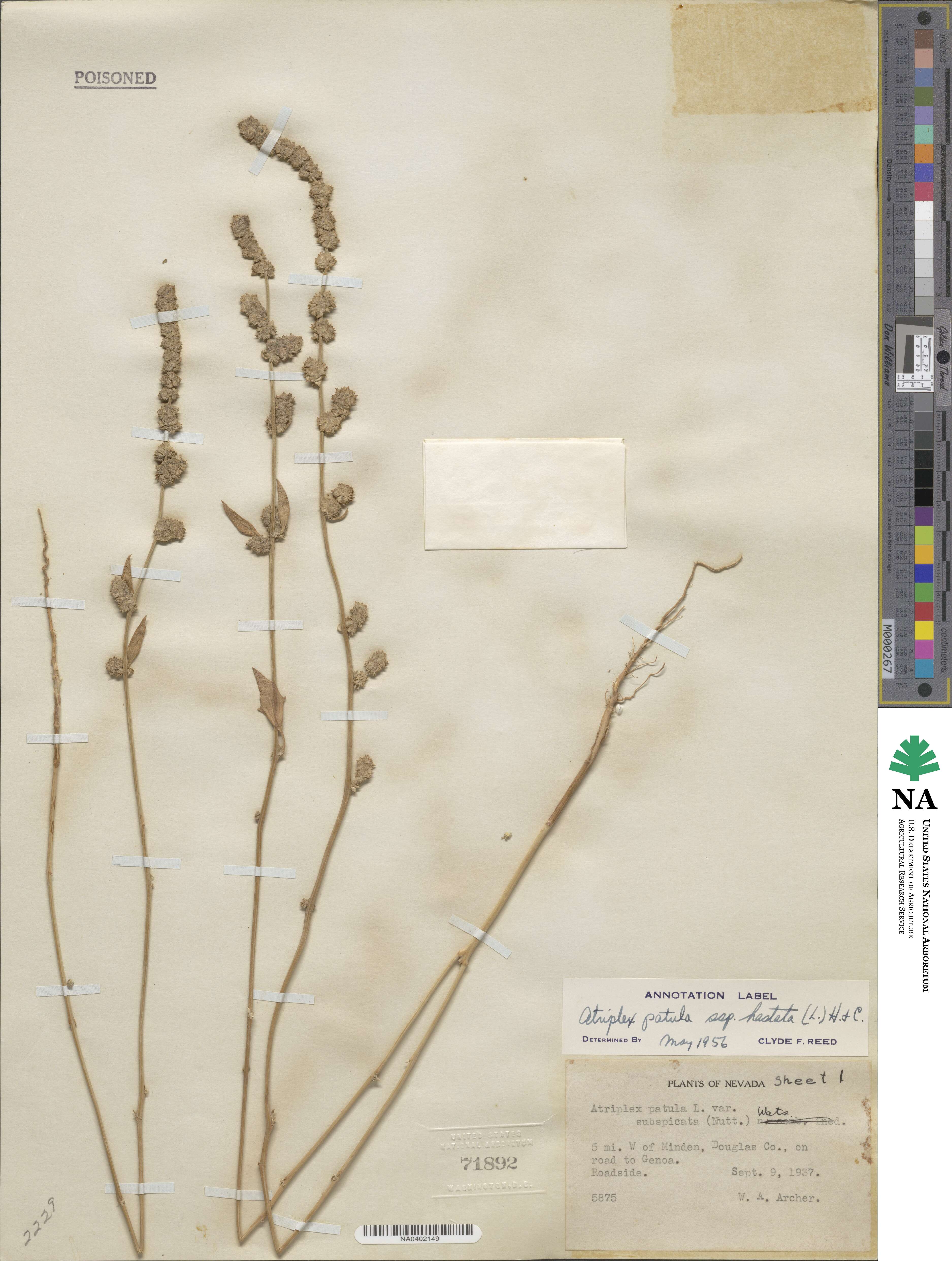 Atriplex prostrata subsp. prostrata image