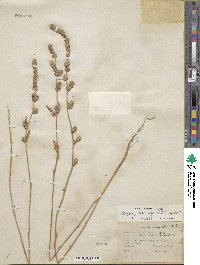 Atriplex prostrata subsp. prostrata image