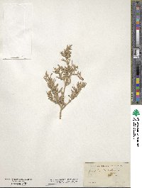 Atriplex gardneri image