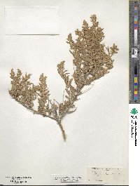 Atriplex gardneri image