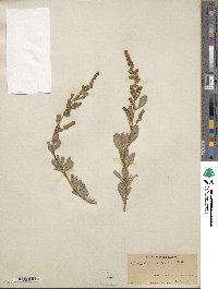 Atriplex gardneri image