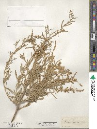 Atriplex gardneri image