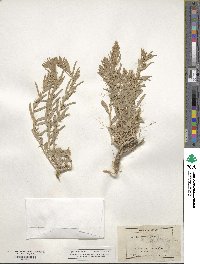 Atriplex gardneri image