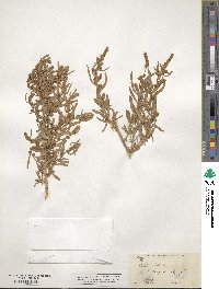 Atriplex gardneri image