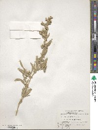 Atriplex gardneri image