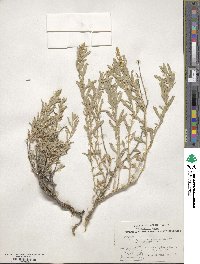 Atriplex gardneri image