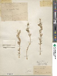 Atriplex gardneri image