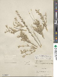 Atriplex falcata image