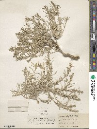 Atriplex falcata image