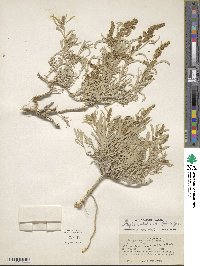 Atriplex falcata image