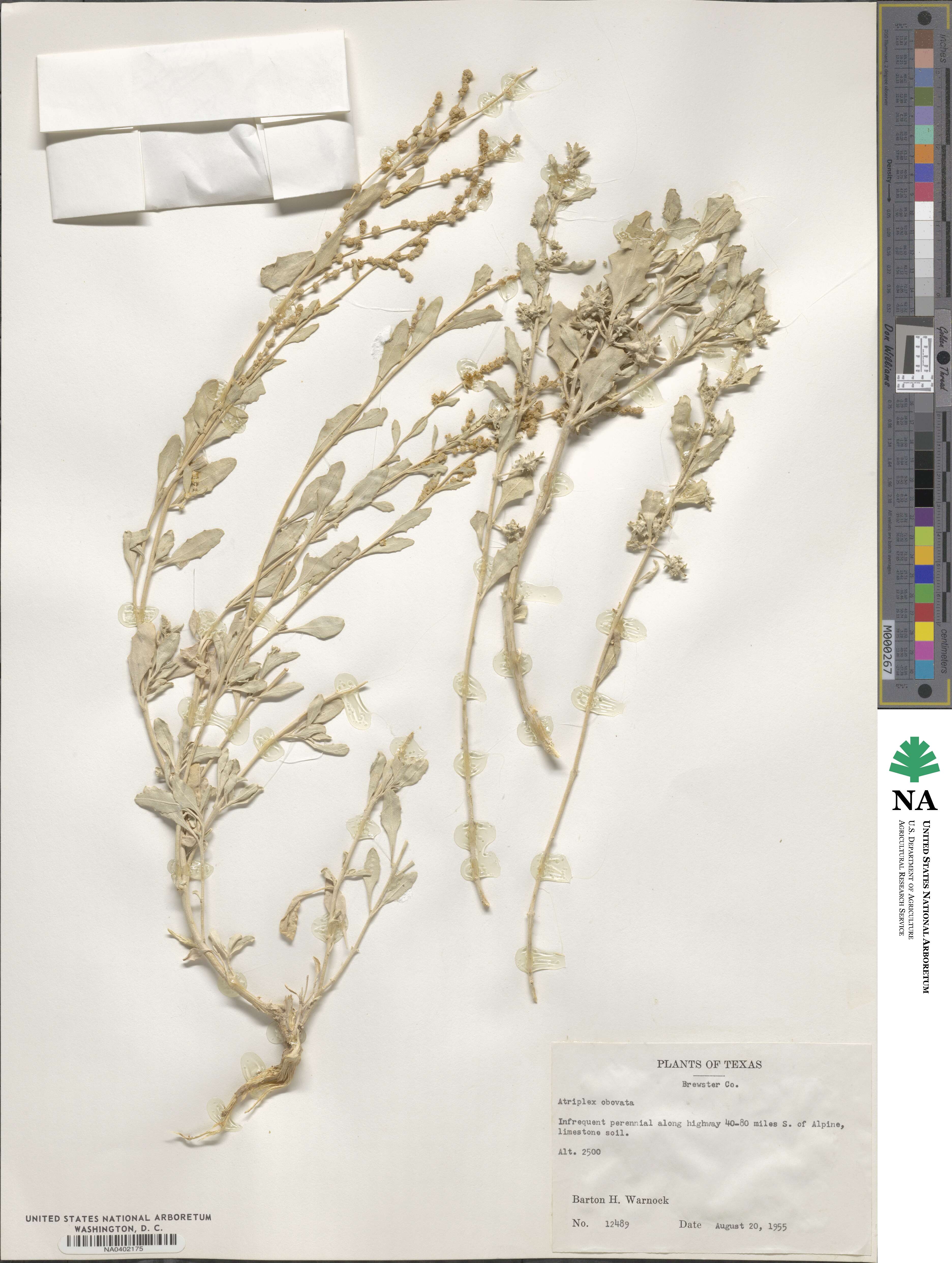 Atriplex obovata image