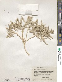 Atriplex parryi image