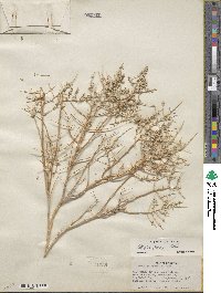 Atriplex parryi image