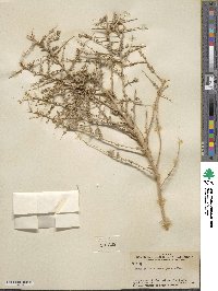 Atriplex lentiformis image