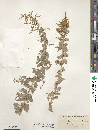 Atriplex lentiformis image