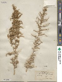 Atriplex lentiformis image