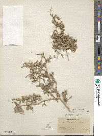 Atriplex lentiformis image