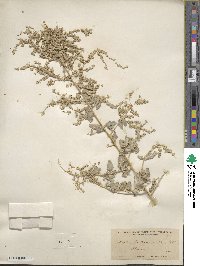 Atriplex lentiformis image