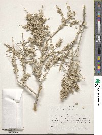 Atriplex lentiformis image