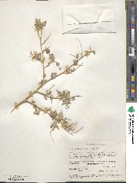 Atriplex lentiformis image