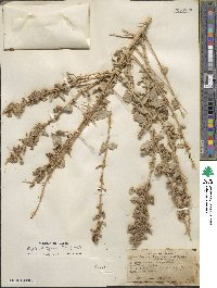 Atriplex lentiformis image