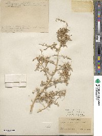 Atriplex lentiformis image