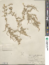 Atriplex lentiformis image