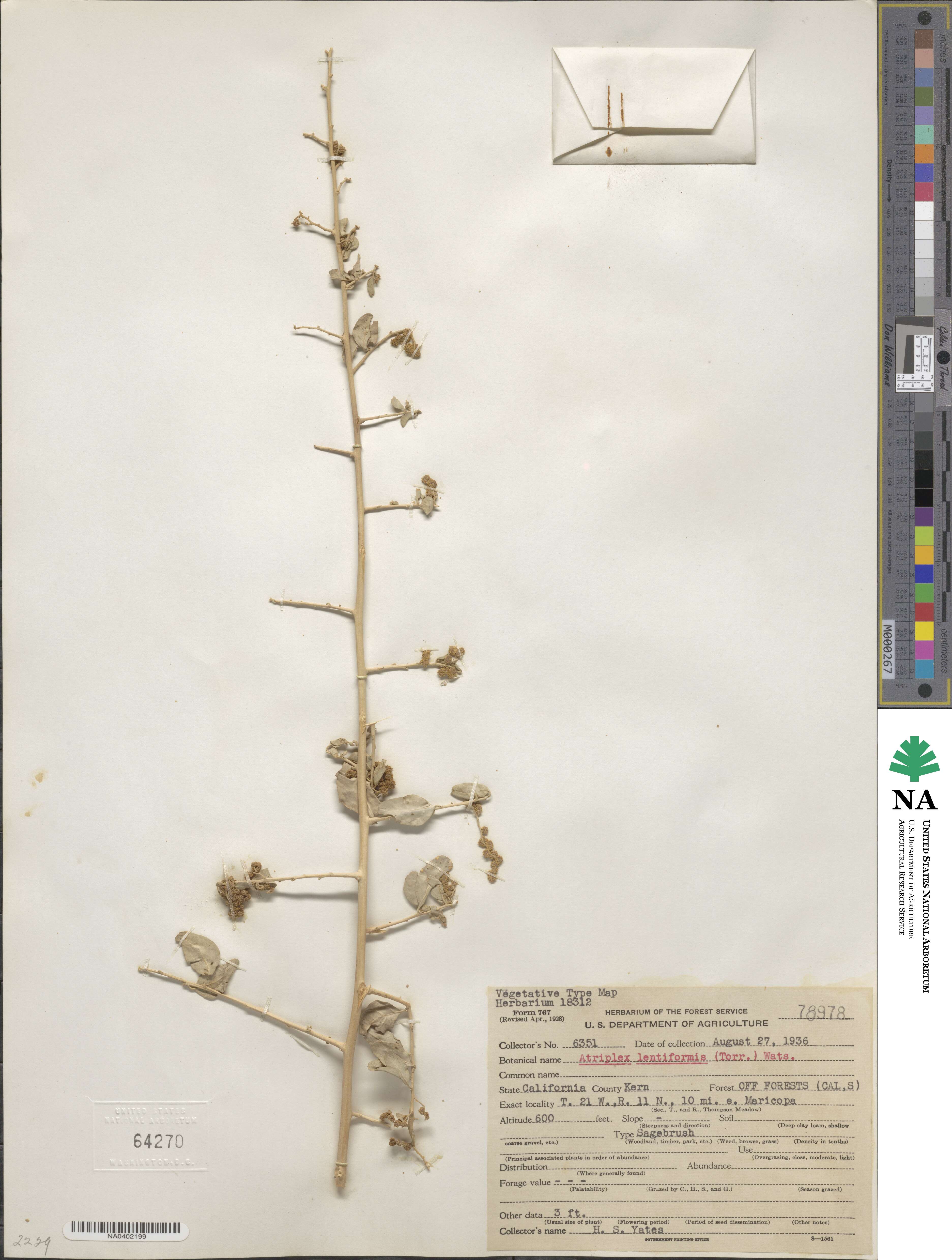 Atriplex lentiformis image