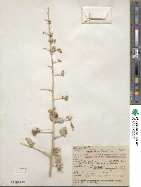 Atriplex lentiformis image