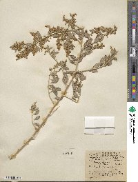 Atriplex lentiformis subsp. breweri image