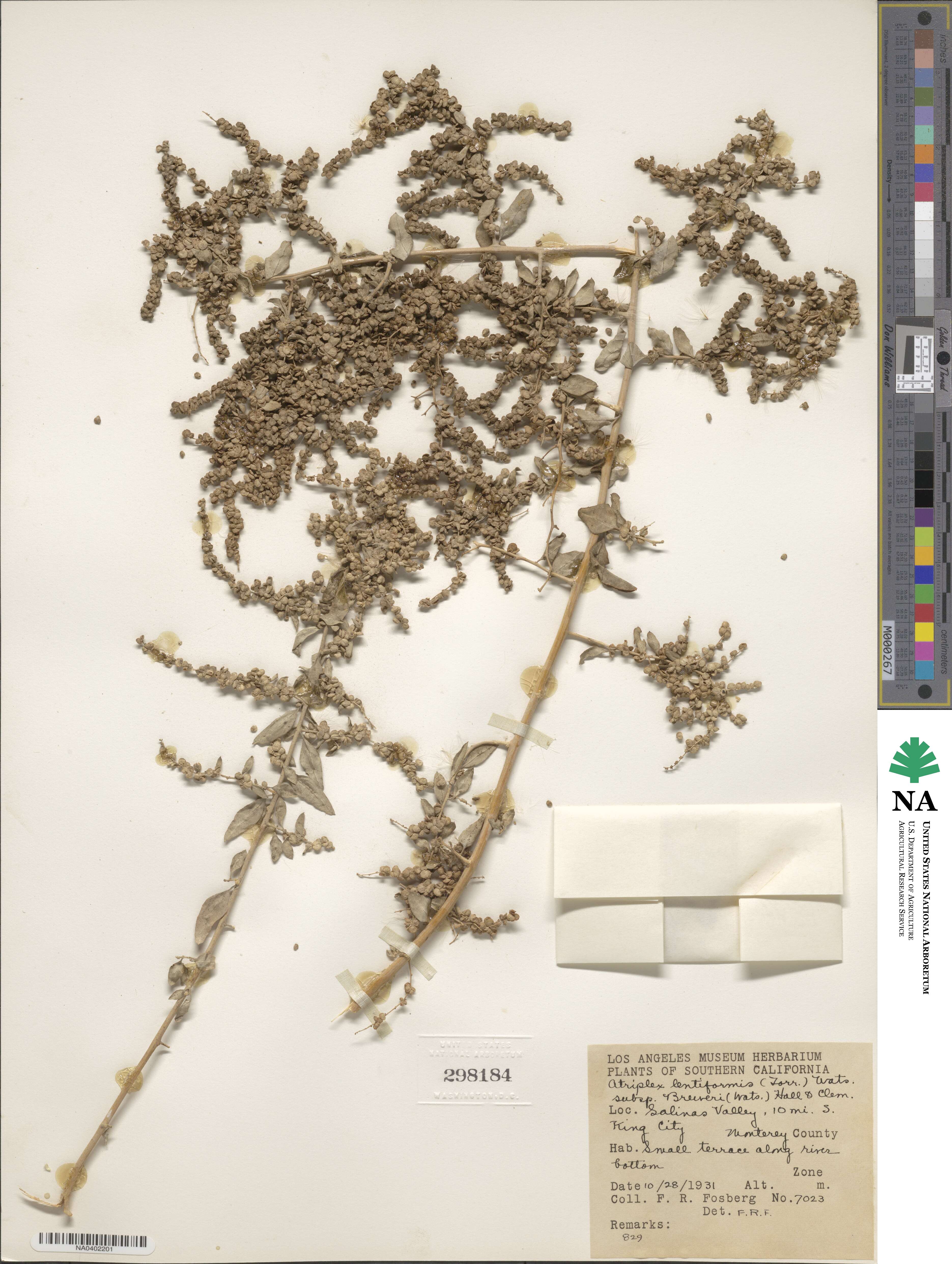 Atriplex lentiformis image