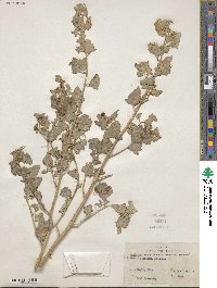 Atriplex lentiformis image